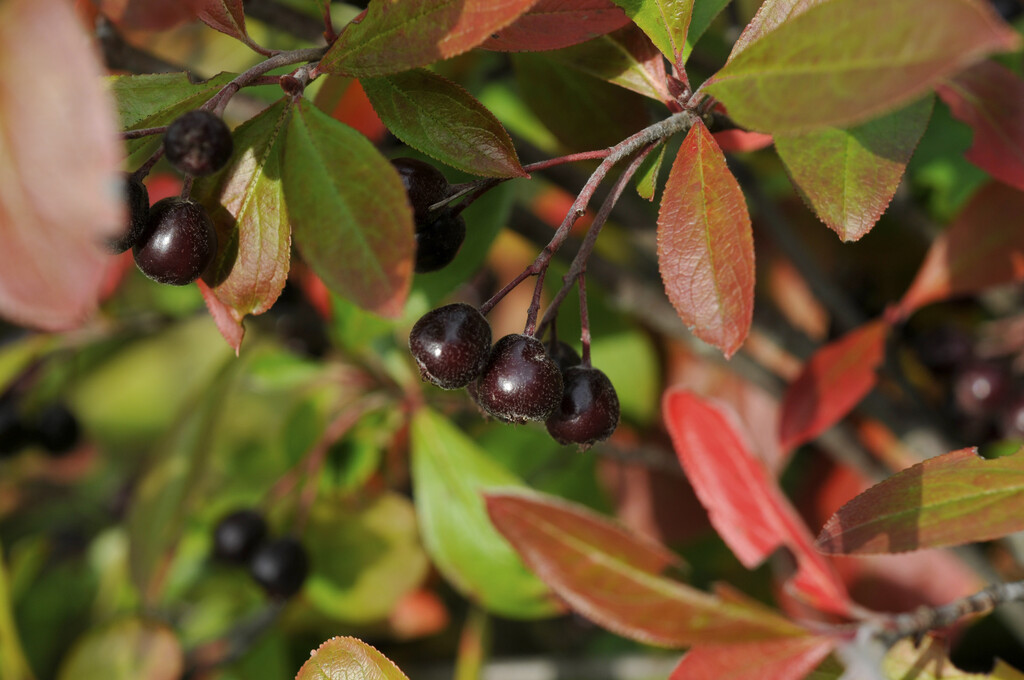 red chokeberry