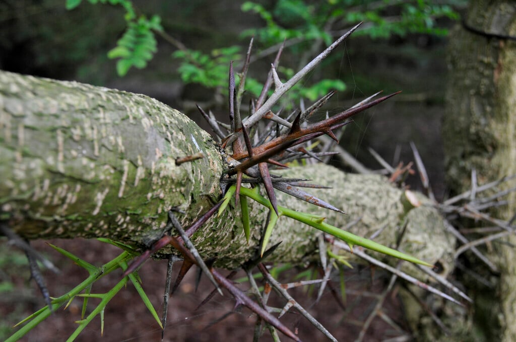 Caspian locust