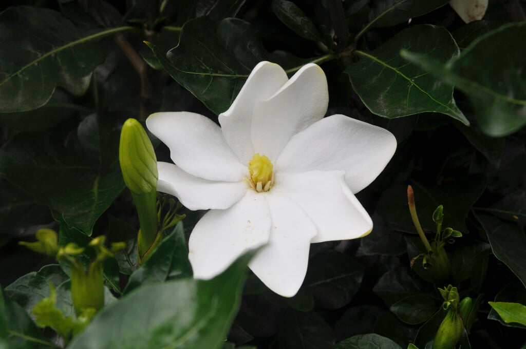 white gardenia