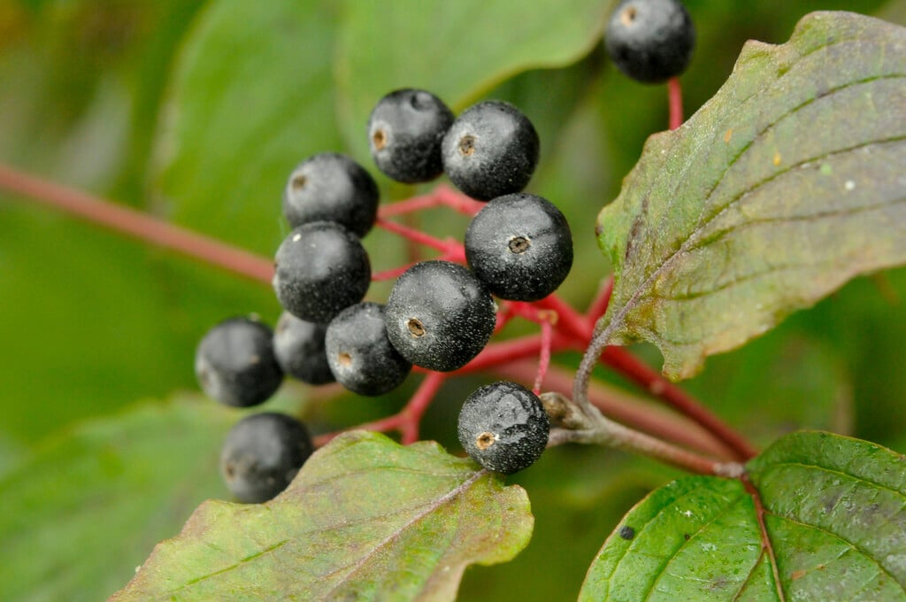 common dogwood