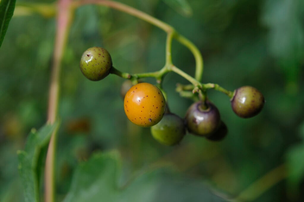 <i>Ampelopsis</i> <i>aconitifolia</i>