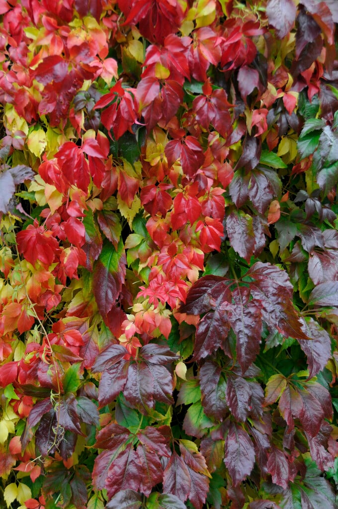 <em>Parthenocissus</em> <em>quinquefolia</em> var. <em>engelmannii</em>