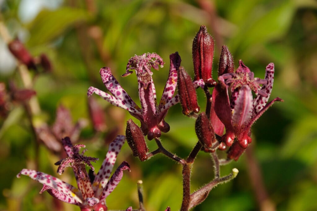 <i>Tricyrtis</i> 'Sinonome'
