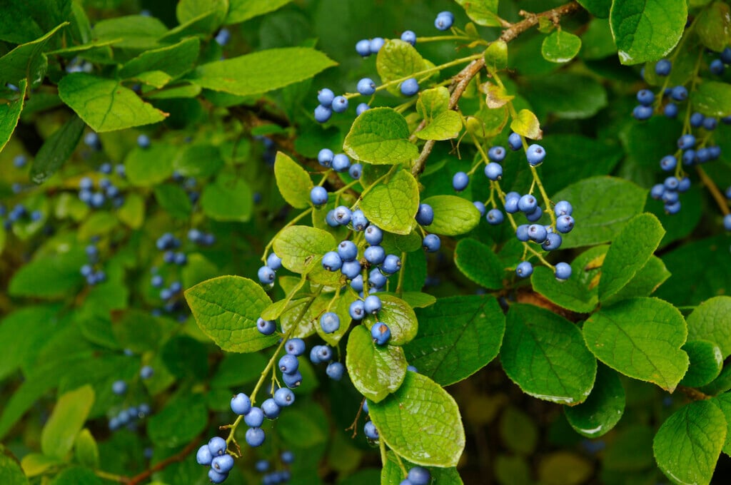 sapphire berry