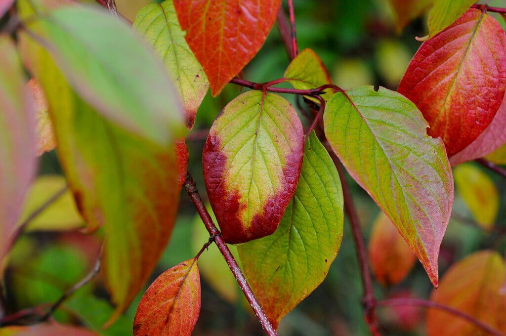 silky dogwood