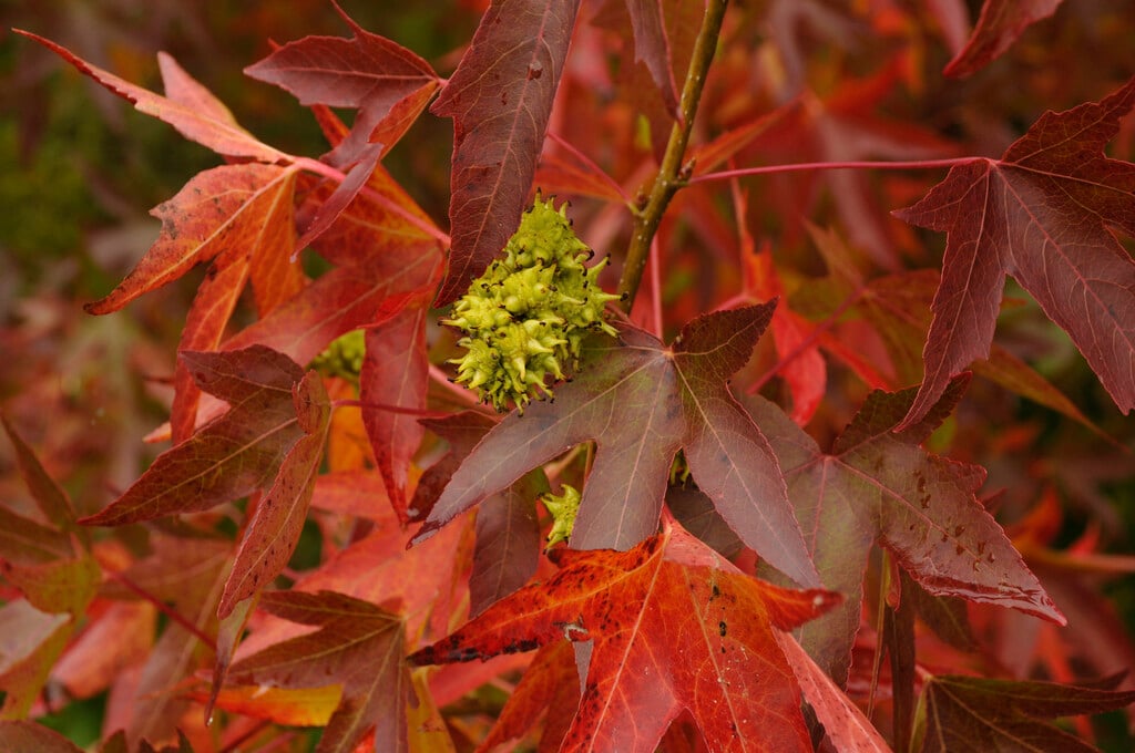 sweet gum 'Worplesdon'