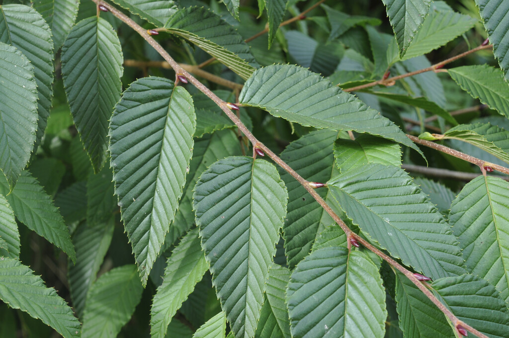 Japanese green alder