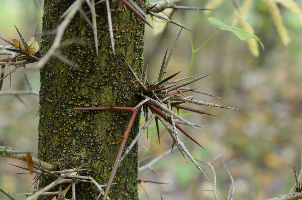 Japanese locust