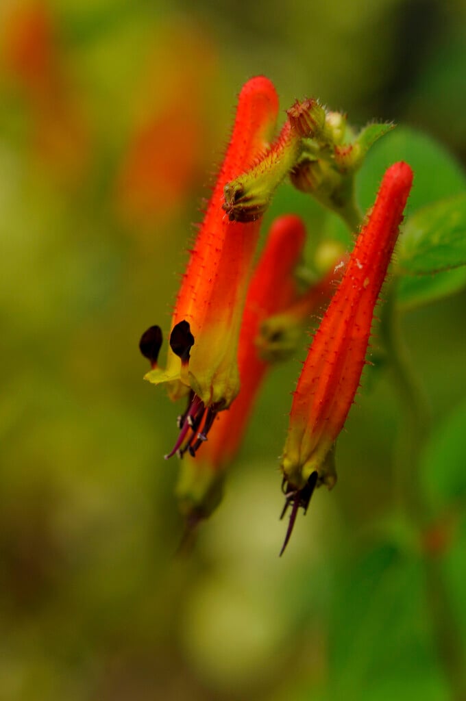hardy cigar flower