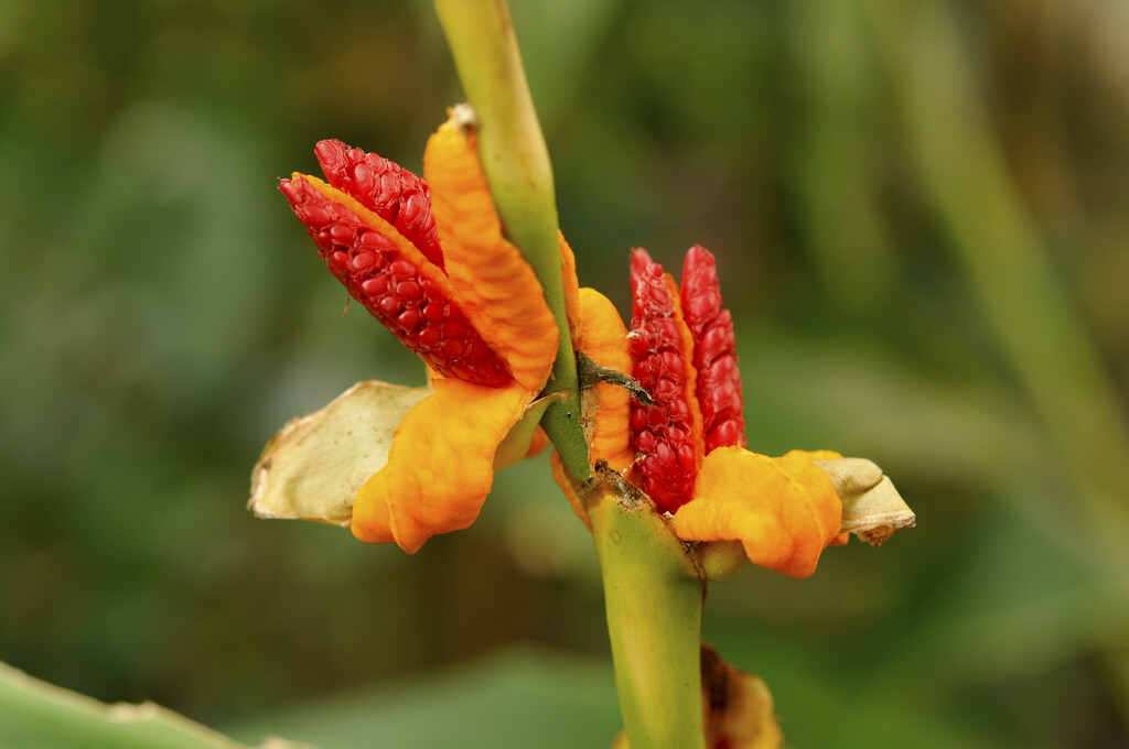 <i>Hedychium</i> <i>horsfieldii</i>