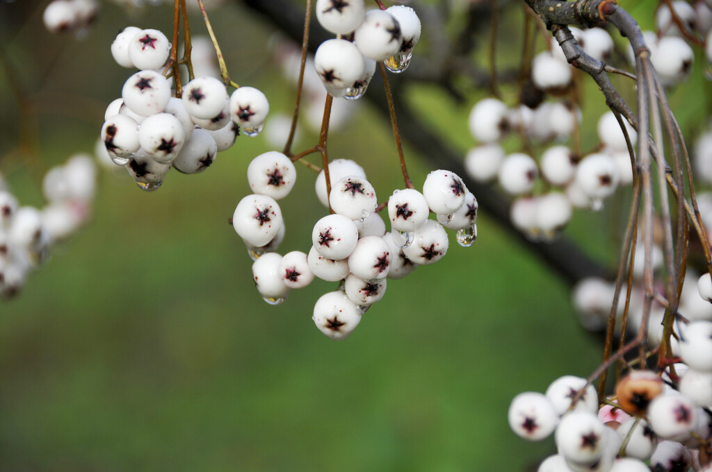 Vilmorin's rowan