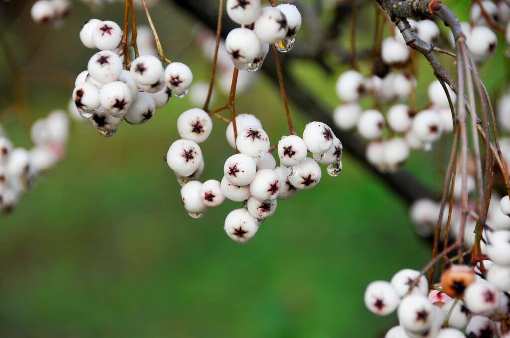 Vilmorin's rowan