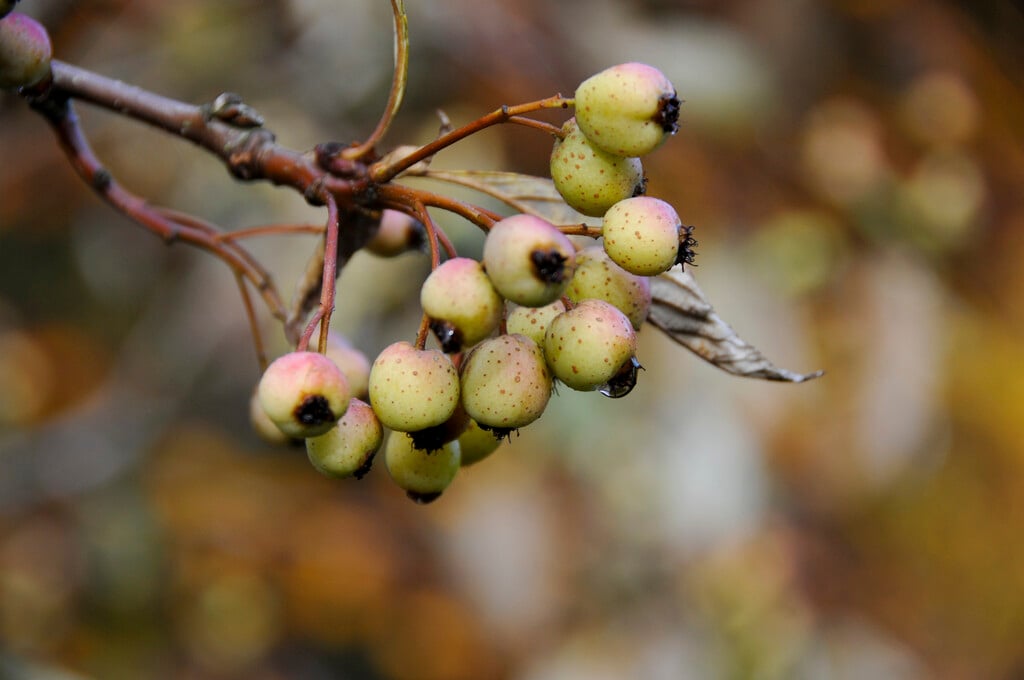 <i>Sorbus</i> <i>pallescens</i>