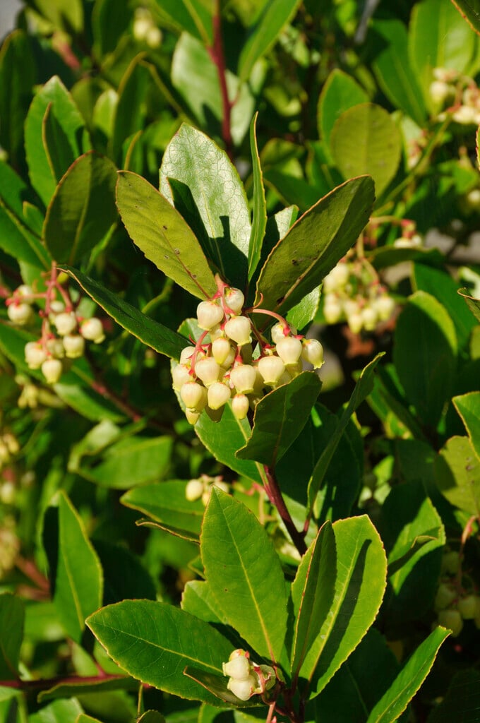 hybrid strawberry tree