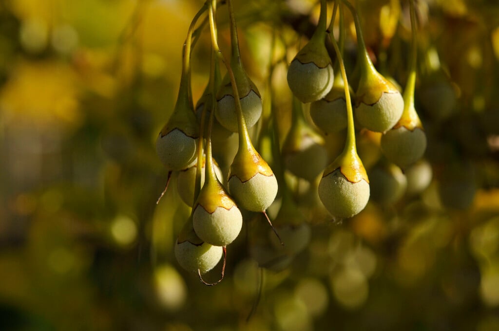 <i>Styrax</i> <i>japonicus</i> 'Issai'