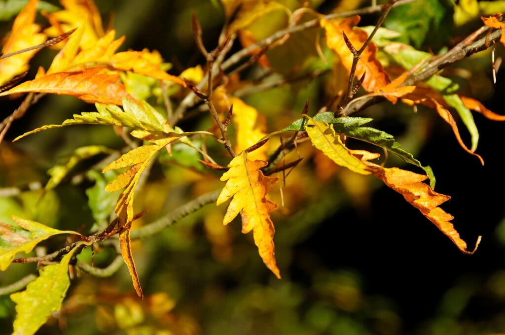 fern-leaved beech