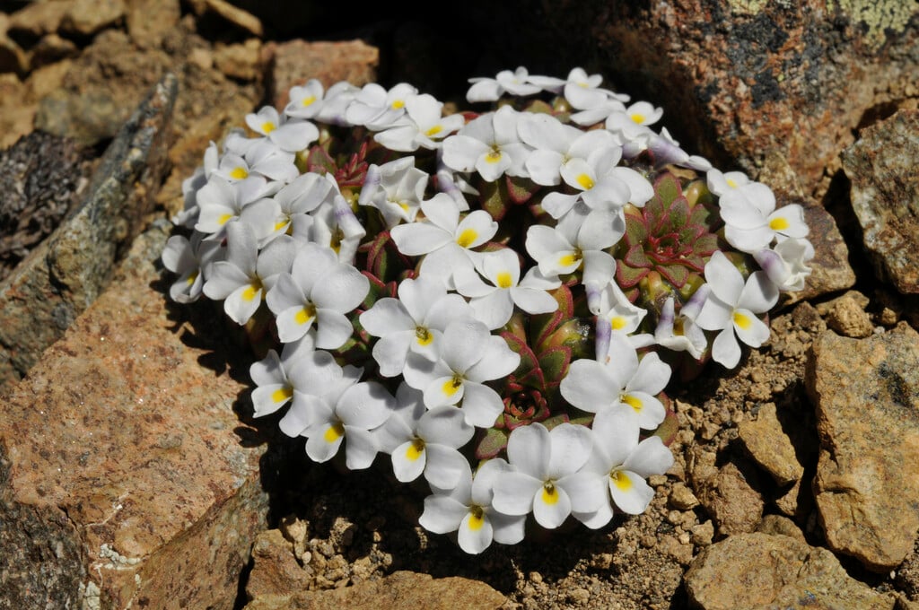 <i>Viola</i> <i>sacculus</i>