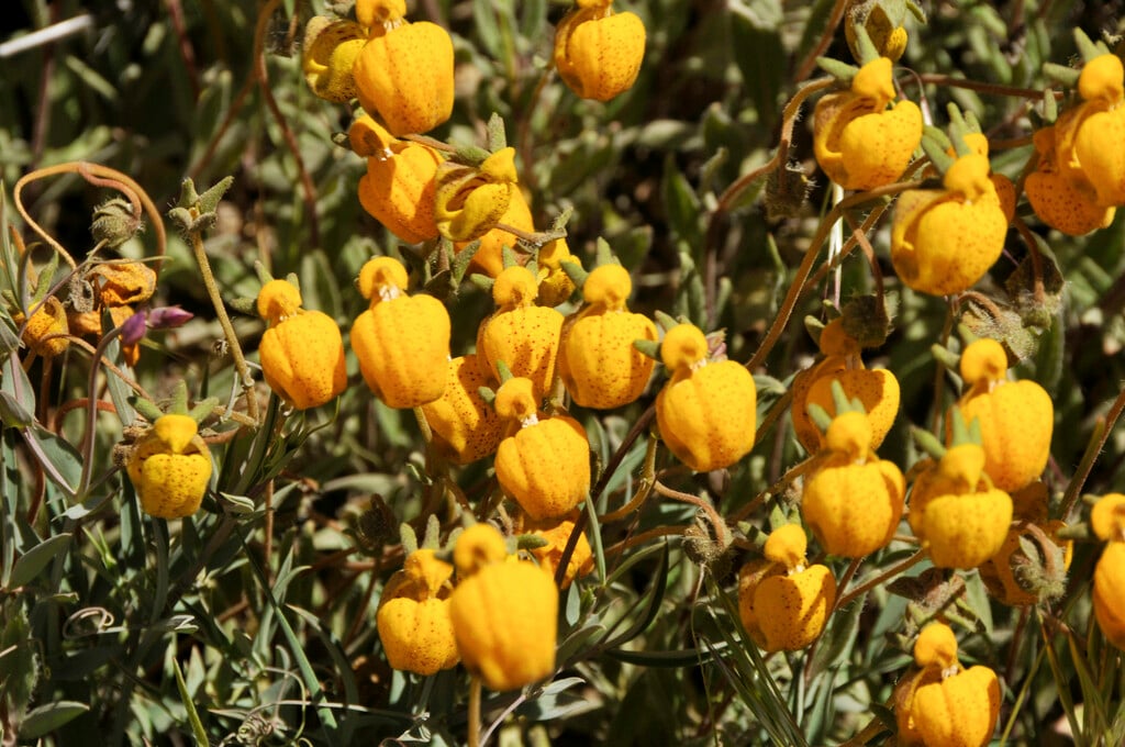 many-rooted slipper flower