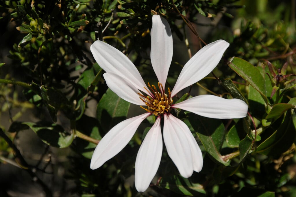 <i>Mutisia</i> <i>spinosa</i>