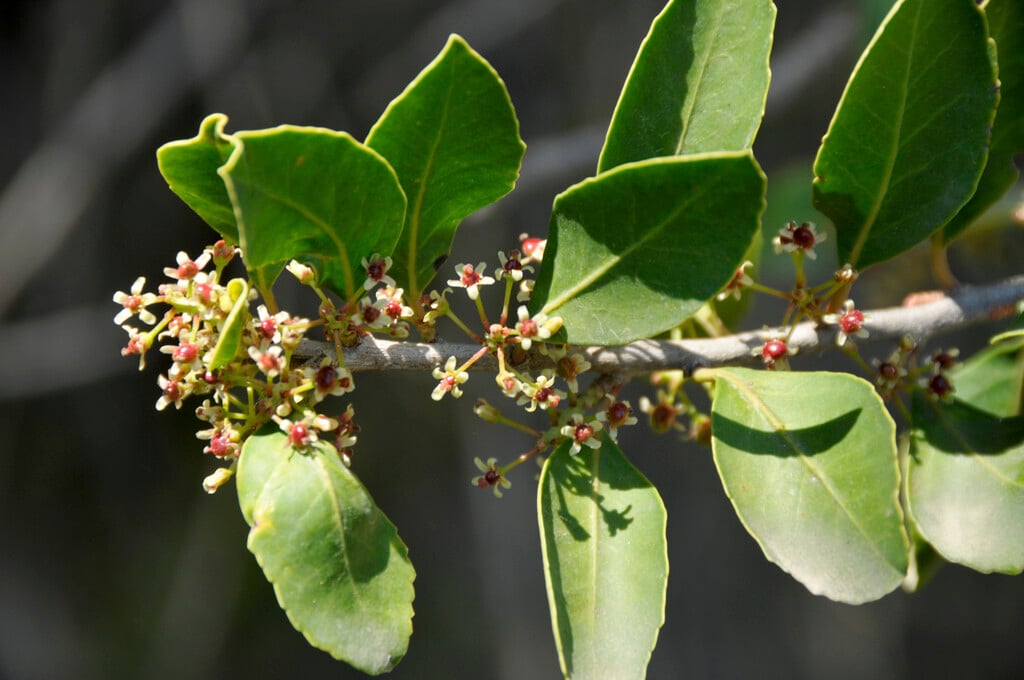 <i>Maytenus</i> <i>magellanica</i>
