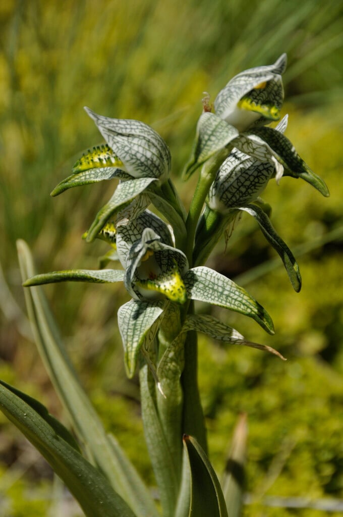<i>Chloraea</i> <i>magellanica</i>