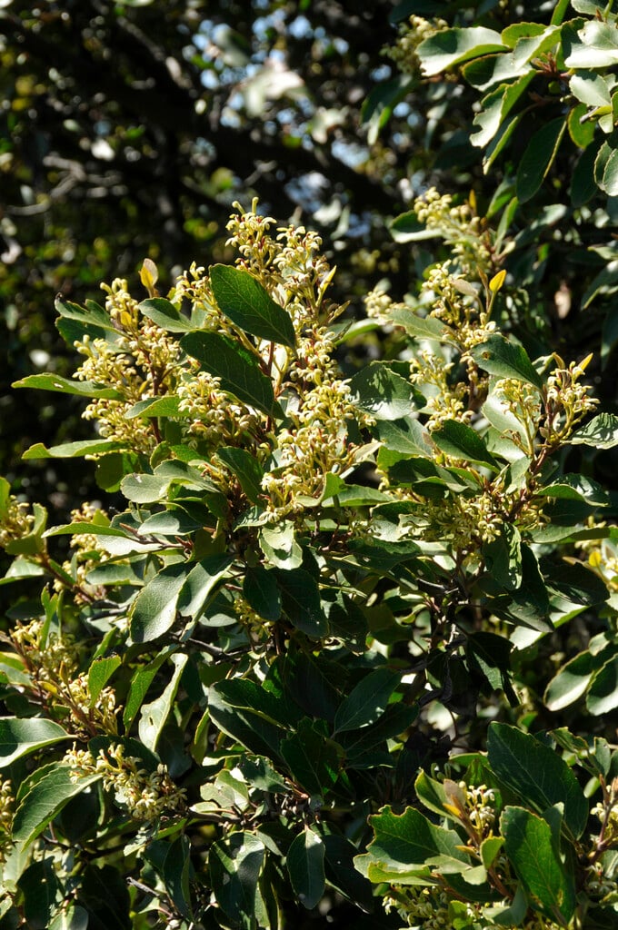 <i>Lomatia</i> <i>hirsuta</i>