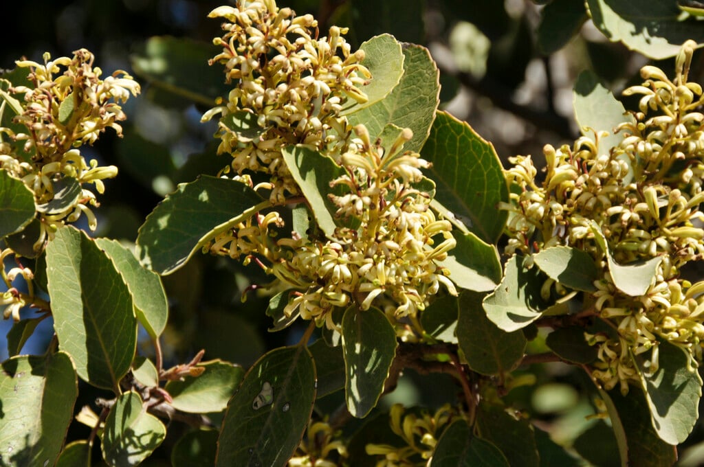 <i>Lomatia</i> <i>hirsuta</i>