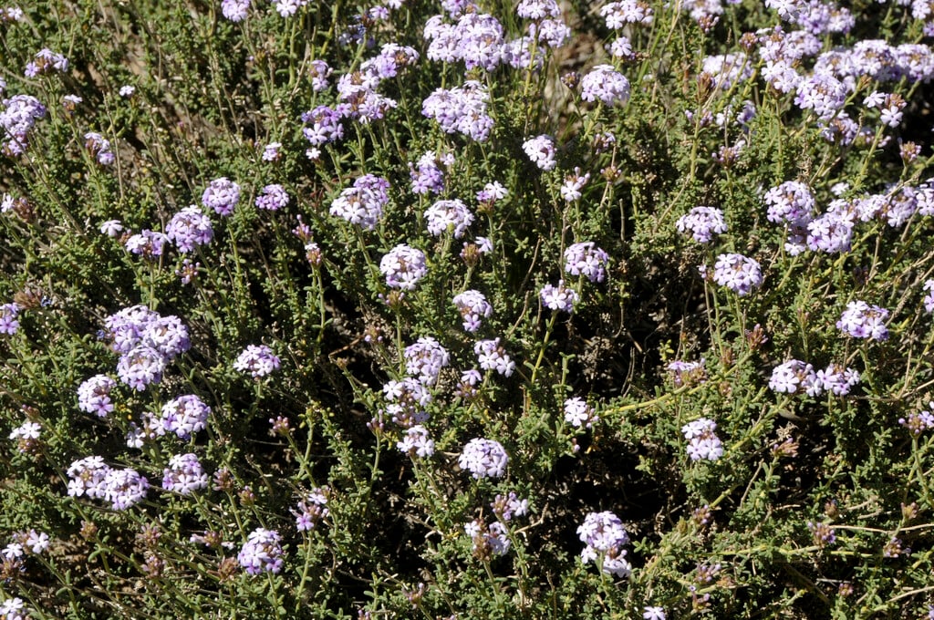 <i>Junellia</i> <i>succulentifolia</i>