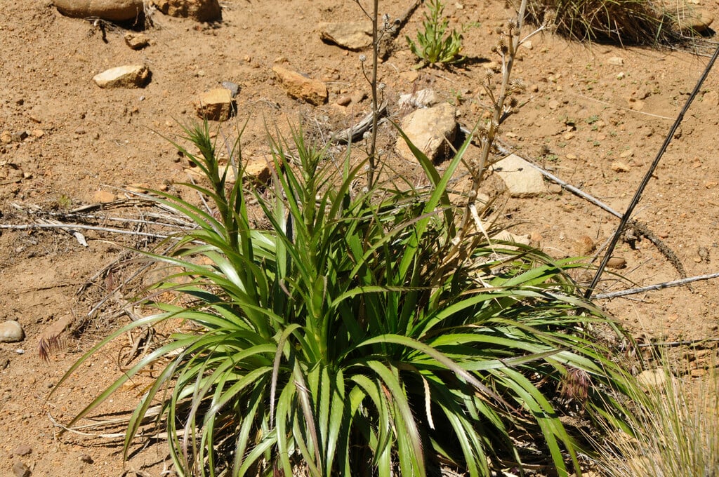 <i>Eryngium</i> <i>paniculatum</i>