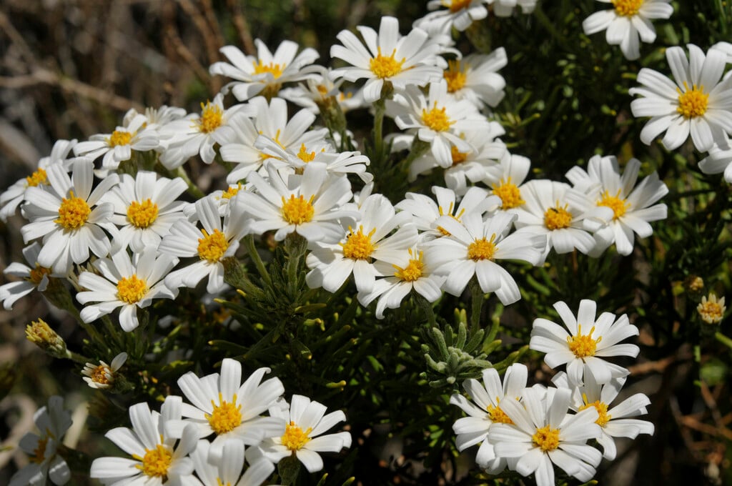 <i>Chiliotrichum</i> <i>diffusum</i>