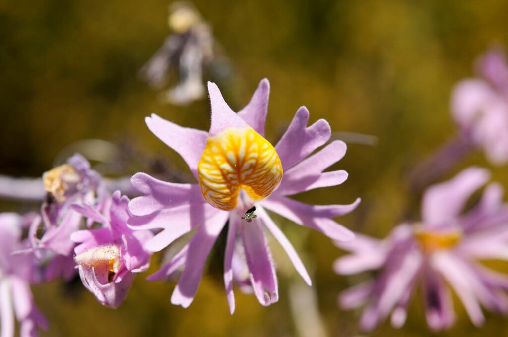 Graham's butterfly orchid