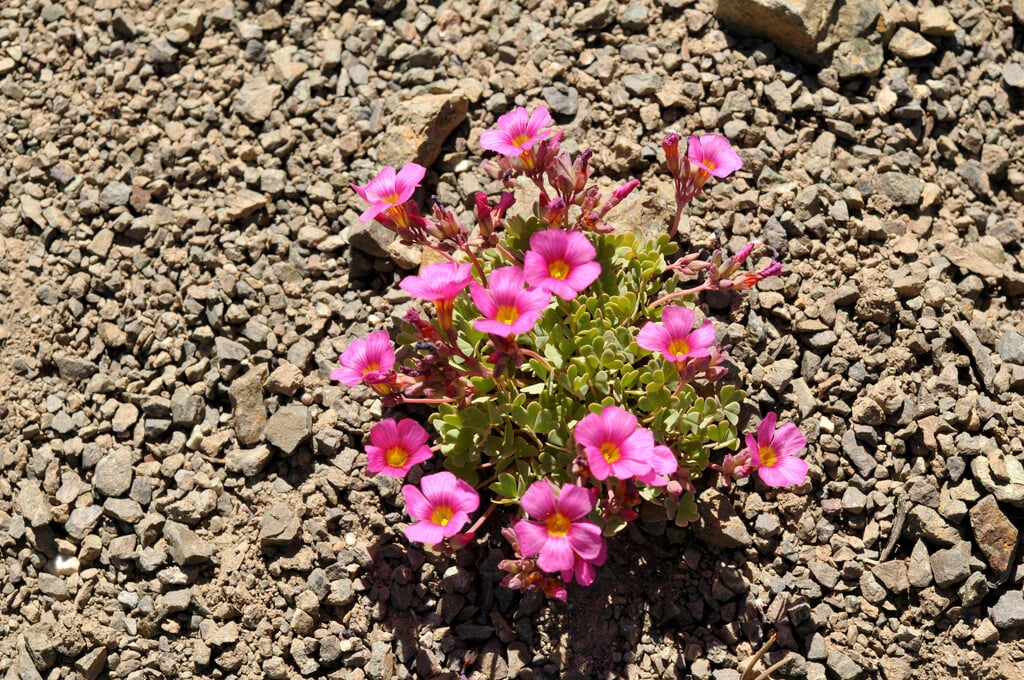 <i>Oxalis</i> <i>squamata</i>