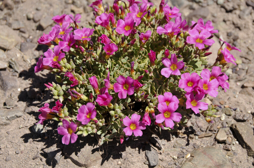 <i>Oxalis</i> <i>squamata</i>