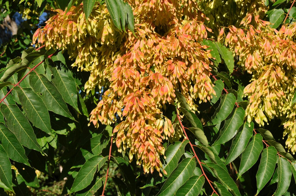 tree of heaven