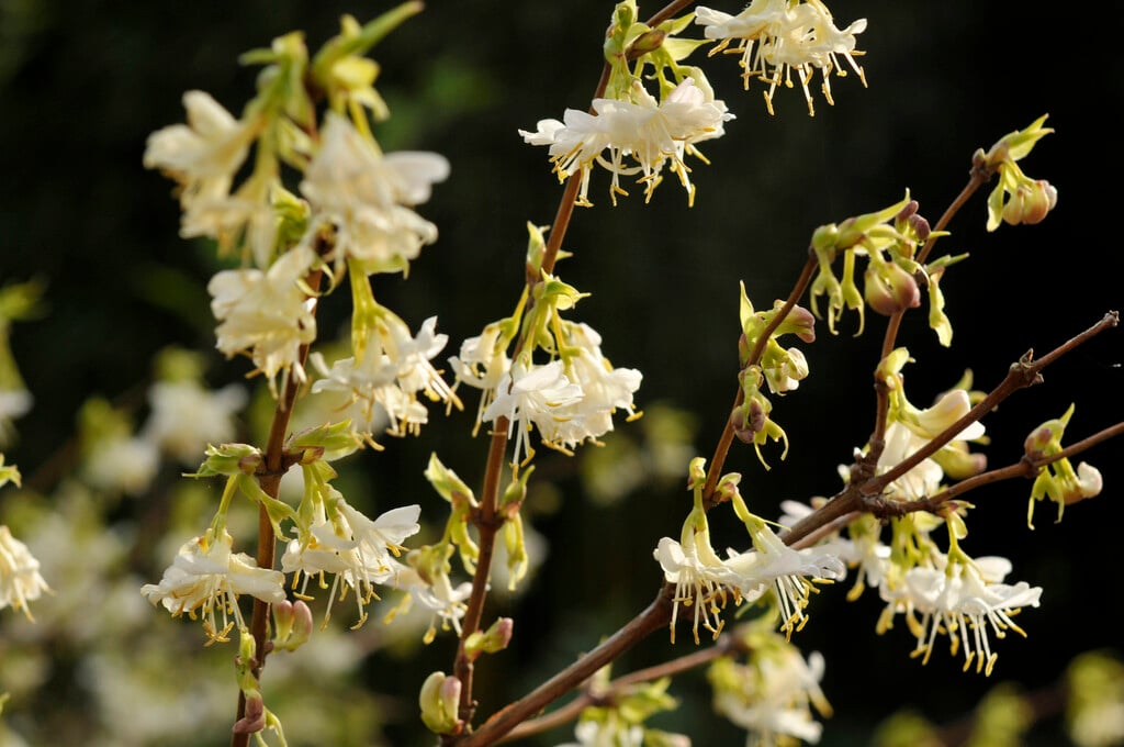 winter-flowering honeysuckle