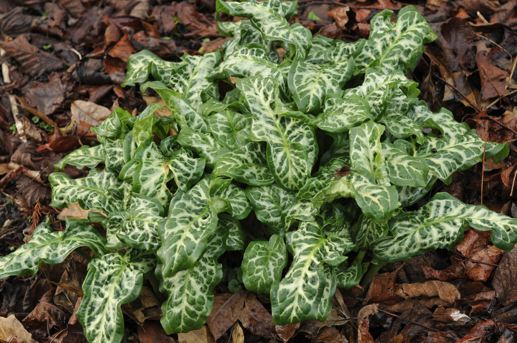 Italian arum 'Marmoratum'