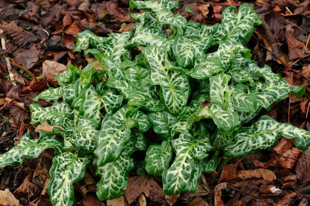 Italian arum 'Marmoratum'