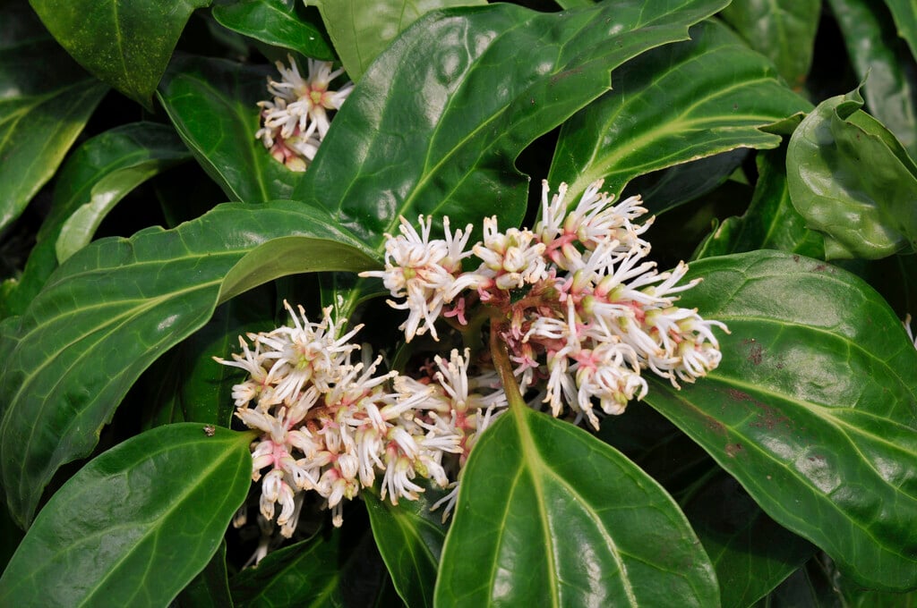 <i>Pachysandra</i> <i>axillaris</i> var. <i>stylosa</i>