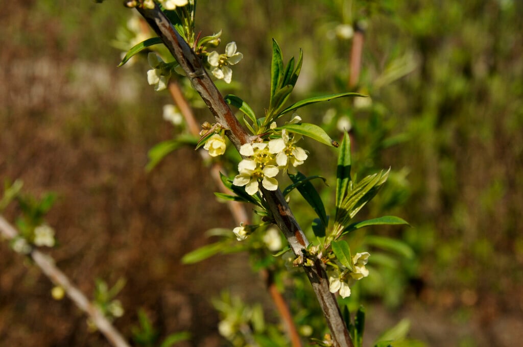 Chinese prinsepia