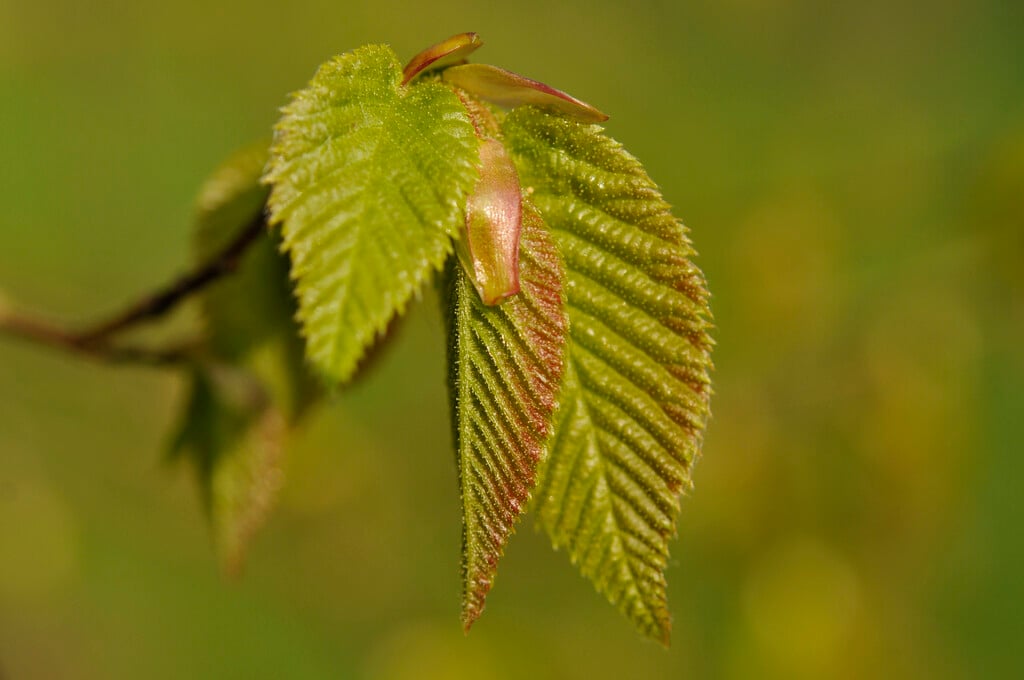 <i>Ostrya</i> <i>japonica</i>