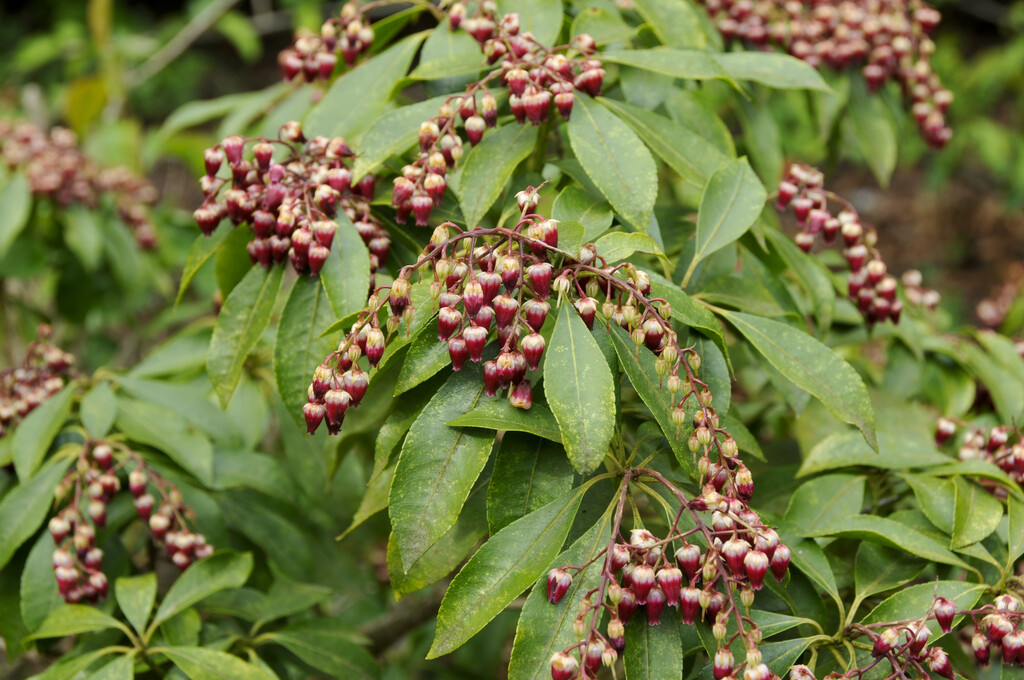 pieris 'Valley Valentine'