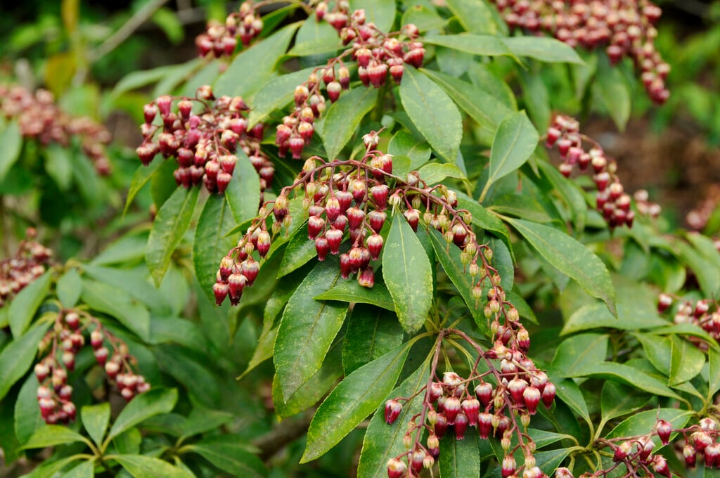 pieris 'Valley Valentine'