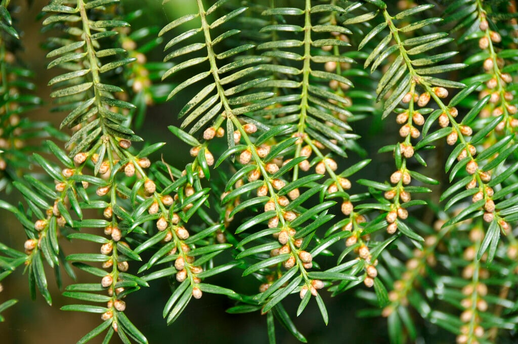 <i>Torreya</i> <i>nucifera</i>