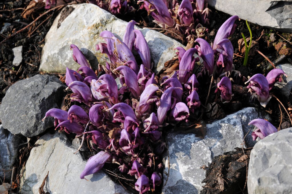 hidden toothwort
