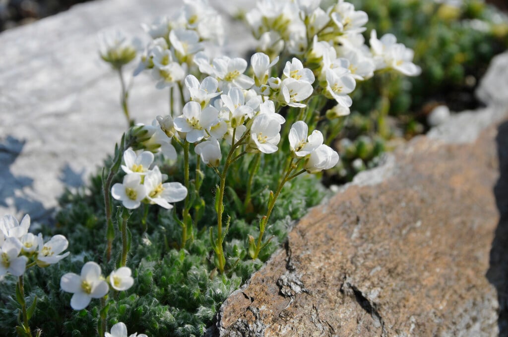 rosette rock cress