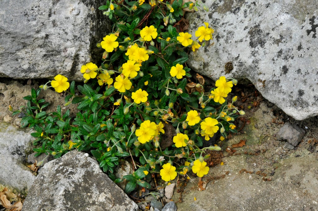 alpine sun rose