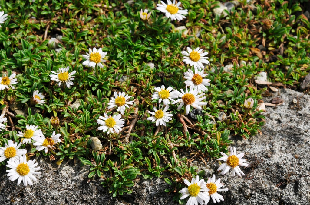 Winn Falls fleabane