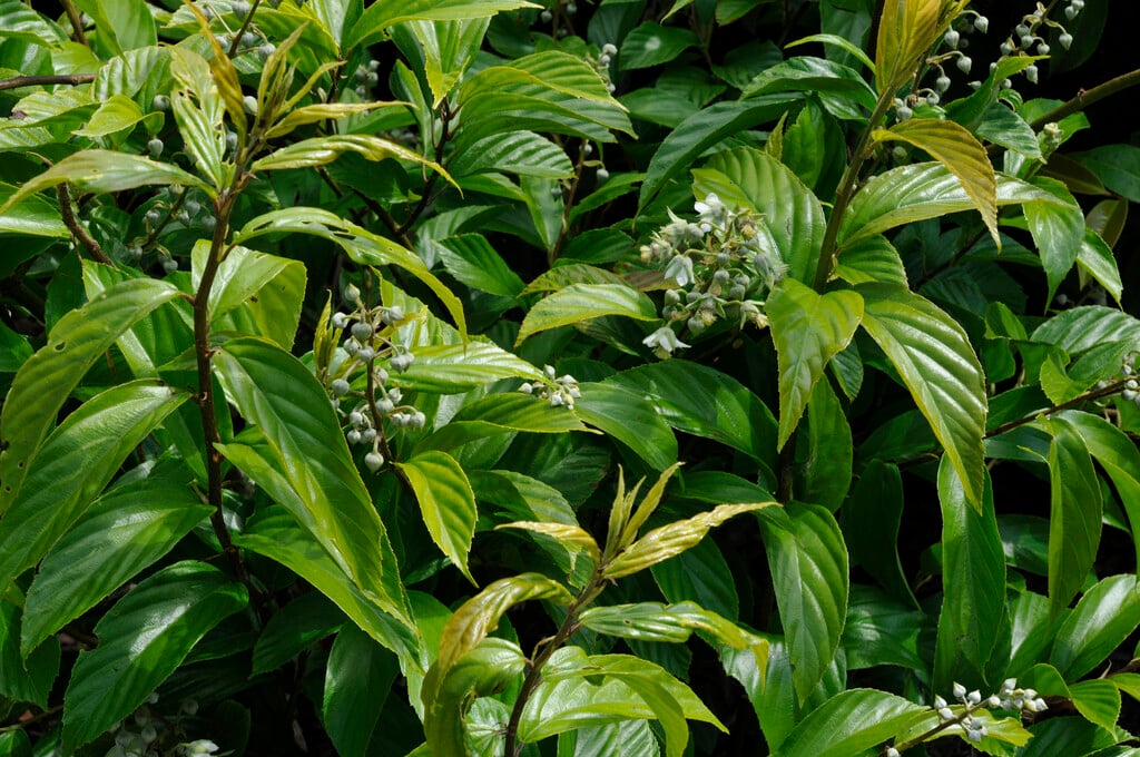 <i>Rubus</i> <i>acuminatus</i>