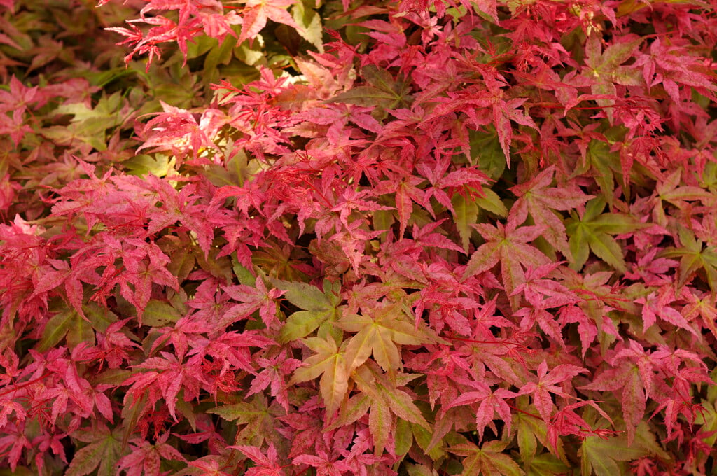coral bark maple