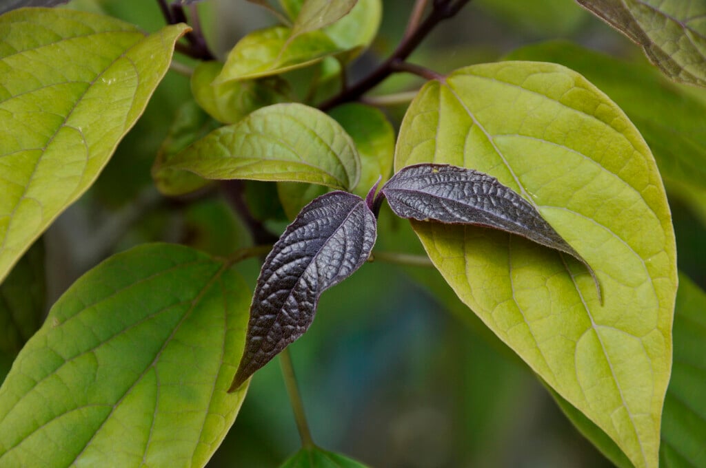 <i>Clerodendrum</i> <i>trichotomum</i> 'Purple Blaze'